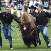 Ralphie and her handlers storming the football field