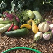 Garden produce harvested for the SEEC Cafe