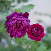 Roses in the Shakespeare Gardens