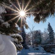 Pine trees covered in snow on the CU Boulder campus