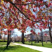 A scenic photo of CU Boulder's campus in the spring