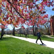 Spring blossoms at Norlin Quad, April 2017