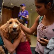 Students gathering to pet therapy dog Scarlett Nohara in Norlin Library