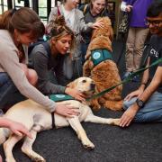 Students gather to pet therapy dogs