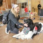 Junior Maggie Cornelius befriends therapy dog Banksy