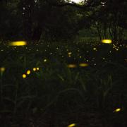 Swarm of fireflies in the woods