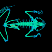 CT scan of a frog in vivid colors.