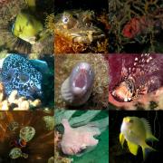 collage of fish tropical fish species 