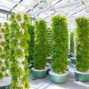 Aeroponic grow towers in the new CU Boulder greenhouse