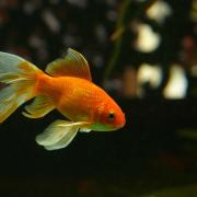 Goldfish swimming in an aquarium