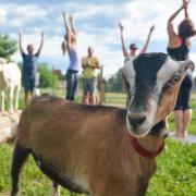 @cuboulderrec Instagram | Goat yoga is coming to CU! Join next Tuesday on Sewall Field.