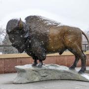 Snow falls on buffalo statue on CASE balcony. Photo by Patrick Campbell.