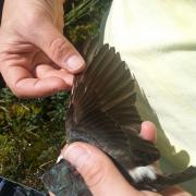 UAA Professor Audrey Taylor examines female tree swallow wing for signs of wear. (Photo by Lindsay Hermanns.)