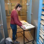 Student worker goes through pressed botanic samples