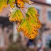 autumn leaf changing colors