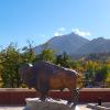 Buffalo statue on the roof of the CASE building