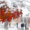 Orange autumn leaves hand from a tree branch, covered in snow, with people walking nearby.