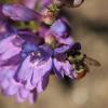 A bee pollinates a purple flower with more flowers in the background