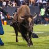 Ralphie running on Folsom Field