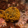 Fluted bryozoan
