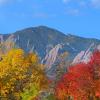Fall foliage with Flatirons in the background