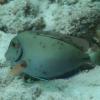 An ocean surgeonfish with black spot syndrome