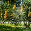 Pine releasing pollen