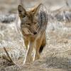 A coyote walking