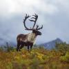 Reindeer
