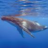a humpback whale under the water