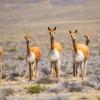 A group of vicunas