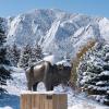 Snow-covered Ralphie statue on campus