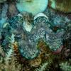 A giant clam's mantle 