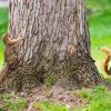 Two squirrels at the base of a large tree trunk surrounded by bright green grass.