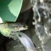 Juvenile Chinook salmon