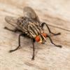 house fly