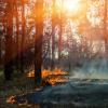 fire burning forest floor