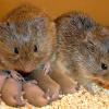 Two rodents in a habitat with five babies in front of them