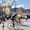 White flower blossoms appear on a tree branch with bicyclists and pedestrians moving through an intersection in the background. March 23, 2017.  (Photo by Glenn Asakawa/University of Colorado)