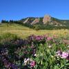 Flatirons and wildflowers