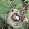 A hummingbird nest on a leaf