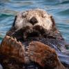 otter