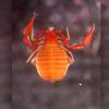Larca boulderica under a microscope