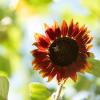 red sunflower