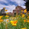 Delicate yellow-orange flowers appear in a garden in front of the UMC building.
