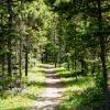 Trail in a forest