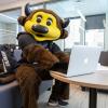 Chip the buffalo mascot working on a laptop