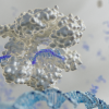a guide RNA strand, in purple, guides CRISPR to a DNA strand
