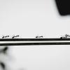 Ants walking in a line