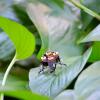 tiny robot on a leaf